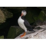 Atlantic Puffin at Sumburgh Head. Photo by Richard Fray. All rights reserved.