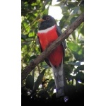 Elegant Trogon. Photo by Dave MacKay. All rights reserved.