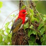 Red-headed Weaver. Photo by Adam Riley. All rights reserved.