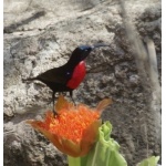Scarlet-chested Sunbird. Photo by Marsha Steffen and Dave Semler. All rights reserved.