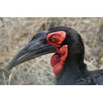 Southern Ground-Hornbill. Photo by Marsha Steffen and Dave Semler. All rights reserved.