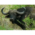 Baleful eye of the Cape Buffalo. Photo by Rick Taylor. Copyright Borderland Tours. All rights reserved.