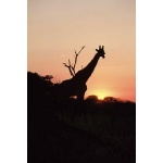 Giraffe. Photo by Jonathan Roussouw. All rights reserved.