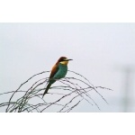 European Bee-eater. Photo by Alan Miller. All rights reserved.