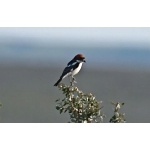Woodchat Shrike. Photo by Alan Miller. All rights reserved.