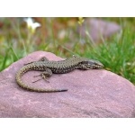 Iberian Wall Lizard. Photo by Alan Miller. All rights reserved. 