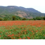 Poppy Field. Photo by Alan Miller. All rights reserved. 