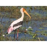 Painted Stork. Photo by Keith Valentine. All rights reserved.