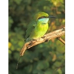 Green Bee-eater. Photo by Rick Taylor. Copyright Borderland Tours. All rights reserved.