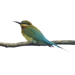 Blue-tailed Bee-eater. Photo by Rick Taylor. Copyright Borderland Tours. All rights reserved.