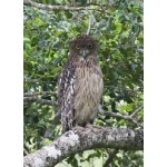 Brown Fish-Owl. Photo by Dave Semler. All rights reserved.