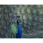 Indian Peafowl Close-up. Photo by Dave Semler. All rights reserved.