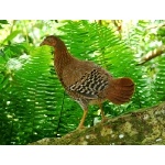 Hen Ceylon Junglefowl. Photo by Rick Taylor. Copyright Borderland Tours. All rights reserved.