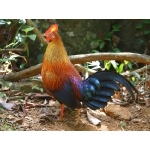 Ceylon Junglefowl. Photo by Keith Valentine. All rights reserved.