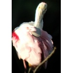 Roseate Spoonbill. Photo by Rick Taylor. Copyright Borderland Tours. All rights reserved.