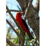 Scarlet Tanager. Photo by Rick Taylor. Copyright Borderland Tours. All rights reserved.