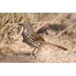 Long-billed Thrasher. Photo by Mark Rosenstein. All rights reserved.