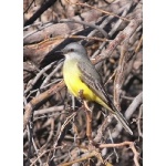 Couch's Kingbird. Photo by Rick Taylor. Copyright Borderland Tours. All rights reserved.   