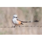 Scissor-tailed Flycatcher. Photo by Mark Rosenstein. All rights reserved.