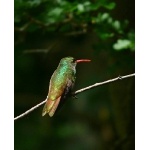 Buff-bellied Hummingbird. Photo by Rick Taylor. Copyright Borderland Tours. All rights reserved.