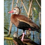 Black-bellied Whistling-Duck. Photo by Rick Taylor. Copyright Borderland Tours. All rights reserved.