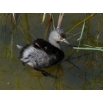 Least Grebe. Photo by Rick Taylor. Copyright Borderland Tours. All rights reserved.