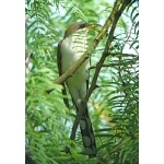 Yellow-billed Cuckoo. Photo by Rick Taylor. Copyright Borderland Tours. All rights reserved.
