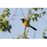 Audubon's Oriole. Photo by Mark Rosenstein. All rights reserved.   