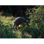 Nine-banded Armadillo. Photo by Rick Taylor. Copyright Borderland Tours. All rights reserved.