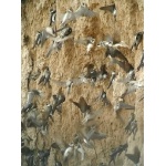 Bank Swallows. Photo by Rick Taylor. Copyright Borderland Tours. All rights reserved.