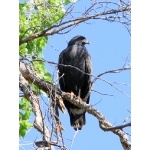 Common Black-Hawk at Rio Grande Village. Photo by Rick Taylor. Copyright Borderland Tours. All rights reserved.