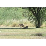 Coyotes at Rio Grande Village. Photo by Rick Taylor. Copyright Borderland Tours. All rights reserved.