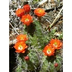 Claret Cup Cactus. Photo by Rick Taylor. Copyright Borderland Tours. All rights reserved.