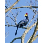 Ross's Turaco. Photo by Dave Semler and Marsha Steffen. All rights reserved.
