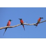 Northern Carmine Bee-eaters. Photo by Rick Taylor. Copyright Borderland Tours. All rights reserved.