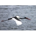 Saddle-billed Stork. Photo by Rick Taylor. Copyright Borderland Tours. All rights reserved.