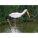 Yellow-billed Stork. Photo by Rick Taylor. All rights reserved.