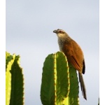 White-browed Coucal. Photo by Dave Semler and Marsha Steffen. All rights reserved.