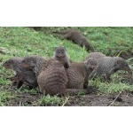 Banded Mongooses. Photo by Rick Taylor. All rights reserved.