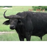 African Buffalo. Photo by Rick Taylor. Copyright Borderland Tours. All rights reserved.