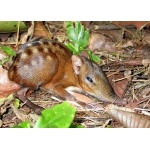 Checkered Elephant-Shrew. Photo by Adam Riley. All rights reserved.