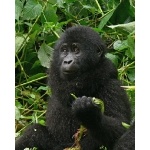 Young Mountain Gorilla. Photo by Rick Taylor. Copyright Borderland Tours. All rights reserved.