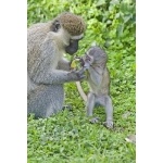 Vervet Monkeys. Photo by Dave Semler and Marsha Steffen. All rights reserved.