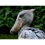 Shoebill. Photo by Rick Taylor. All rights reserved.