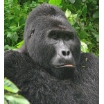 Portait of a Silverback. Photo by Rick Taylor. Copyright Borderland Tours. All rights reserved.