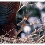 Hoatzin. Photo by Chris Sharpe. All rights reserved.
