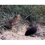 Burrowing Owl. Photo by Chris Sharpe. All rights reserved.