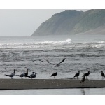 Birds and Surf at Villa Rica. Photo by Rick Taylor. All rights reserved.