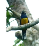 Violaceous Trogon. Photo by Rick Taylor. Copyright Borderland Tours. All rights reserved.