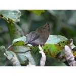 Pale Leafwing. Photo by Rick Taylor. Copyright Borderland Tours. All rights reserved.